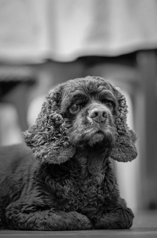 В ожидании хозяина