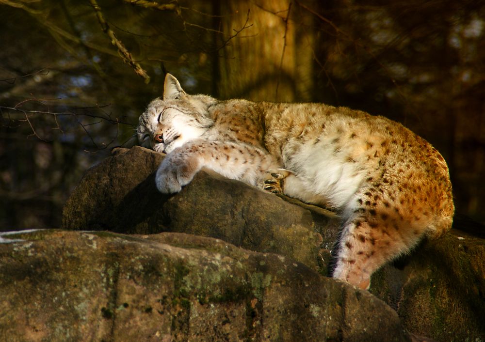 Тише: спящая рысь безопасней
