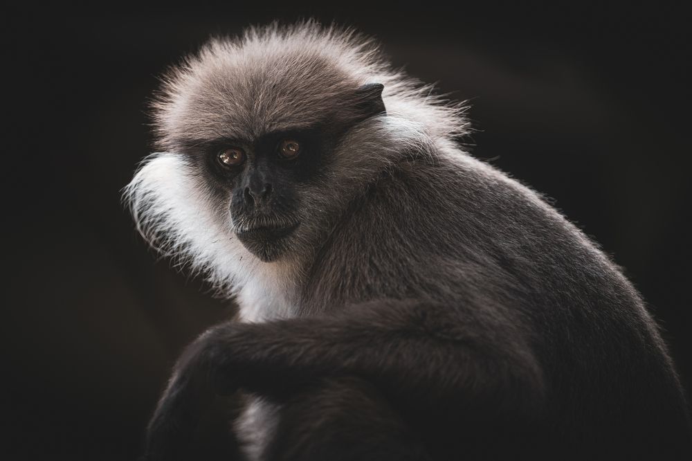 Фотография автора Thivanka Ilanperuma