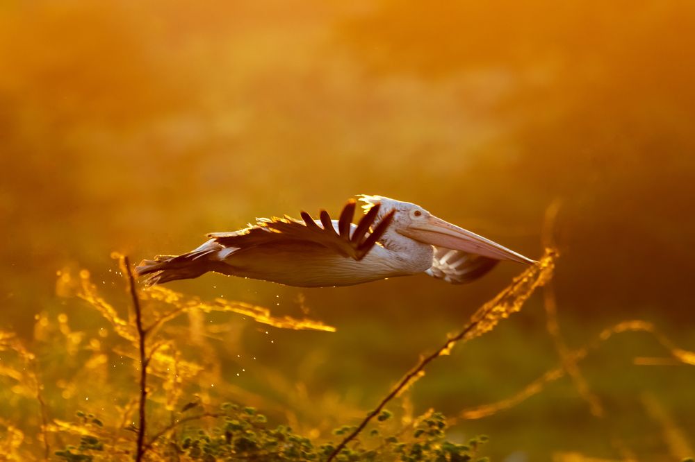 Photograph by Abhishek Kumar