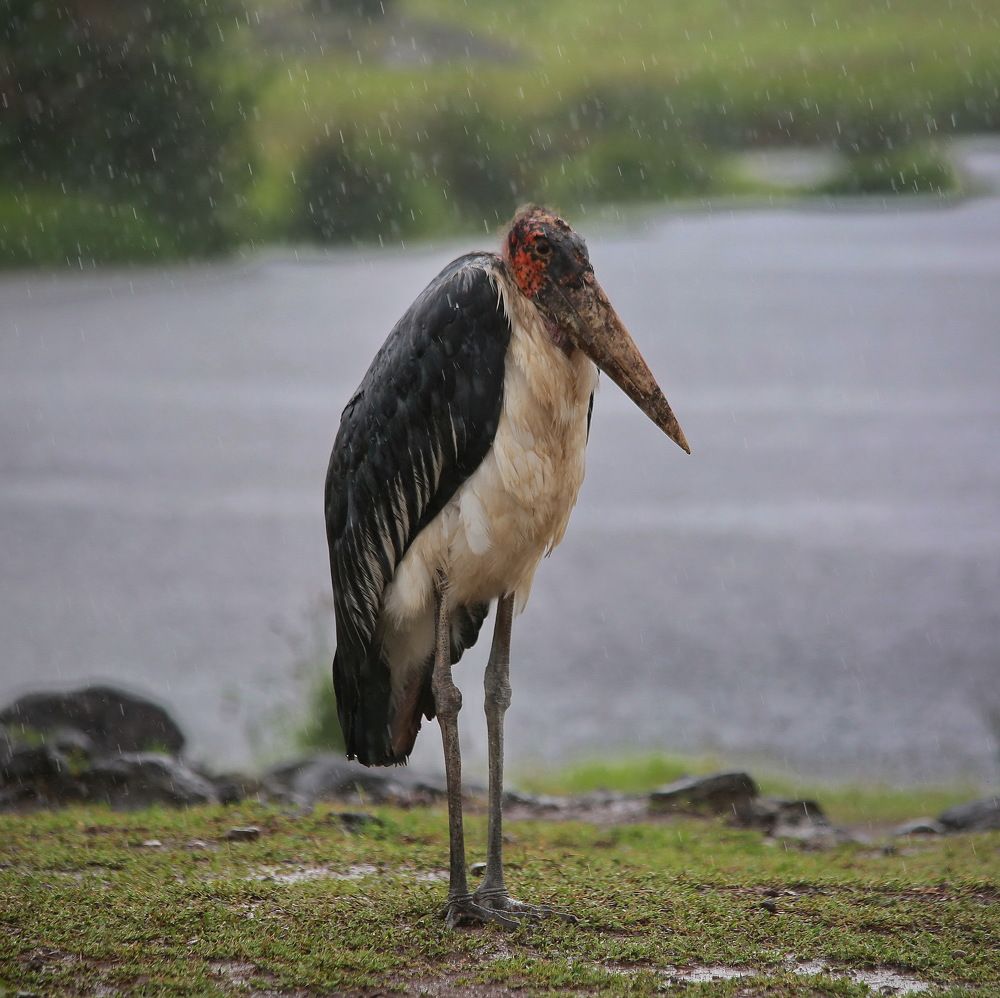 Жалкий марабу