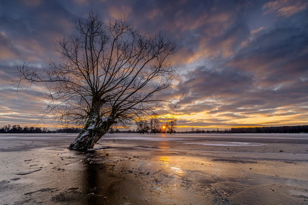 Winter sunrise - fields of ice and tree