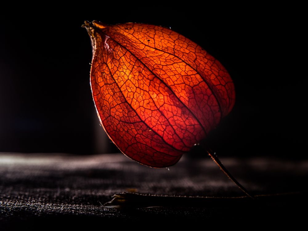 Отблеск осени