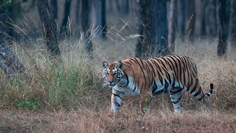 Tiger Tiger Burning Bright!