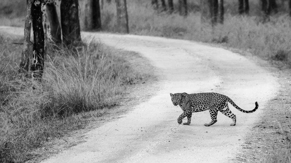 The ghost of the jungle!