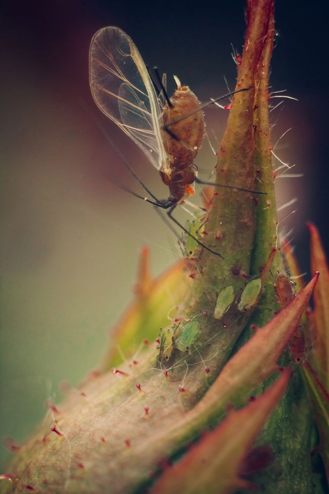 Photograph by Мария Бузыцкая