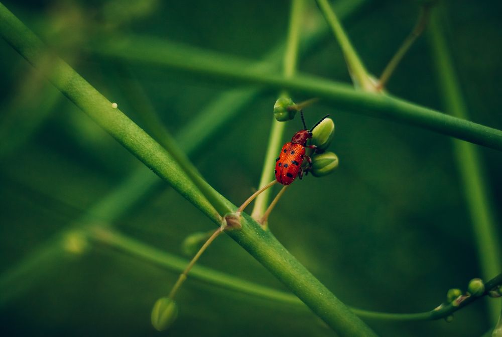 Photograph by Мария Бузыцкая
