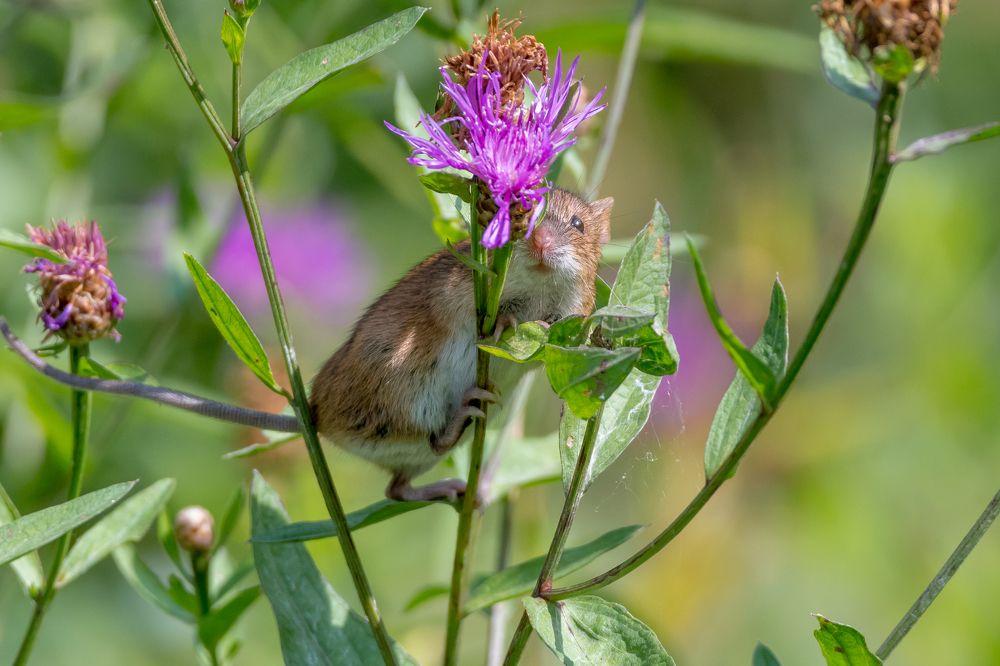 Фотография автора Дронов Константин