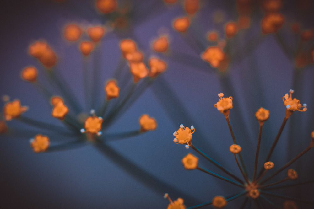 Photograph by Irina Chekanov