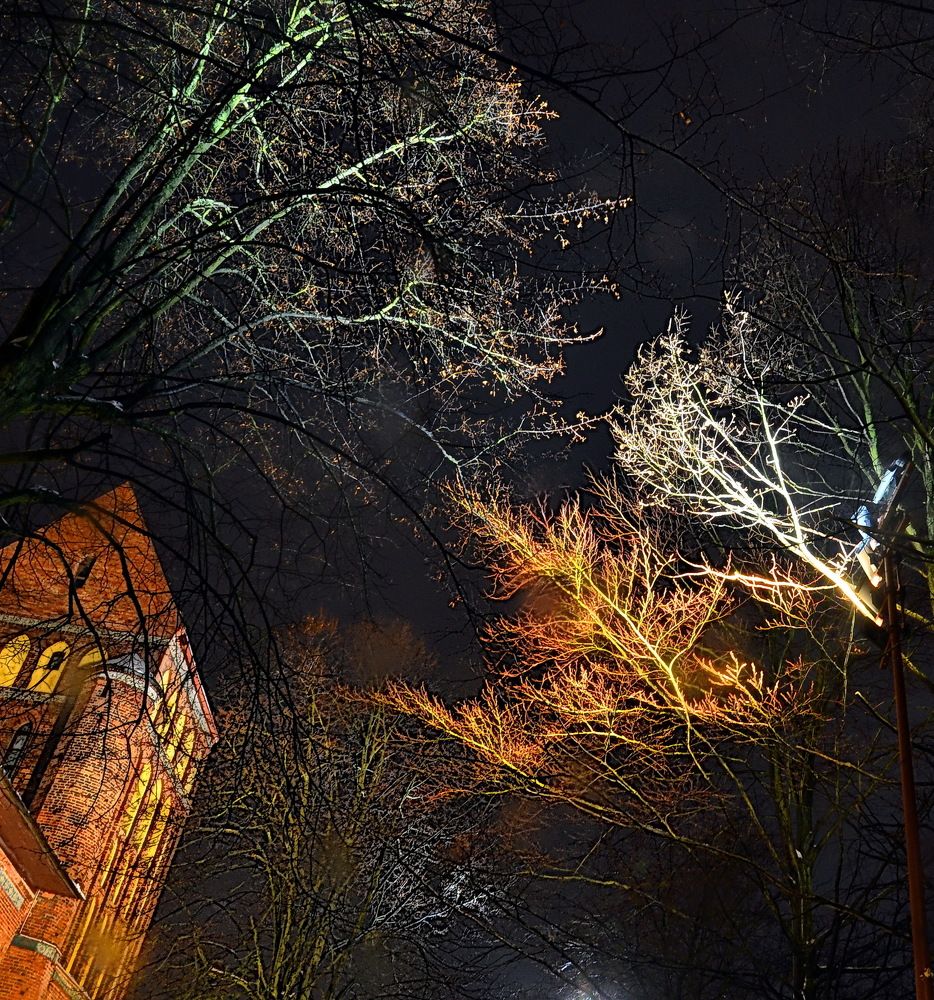 Деревья ночью