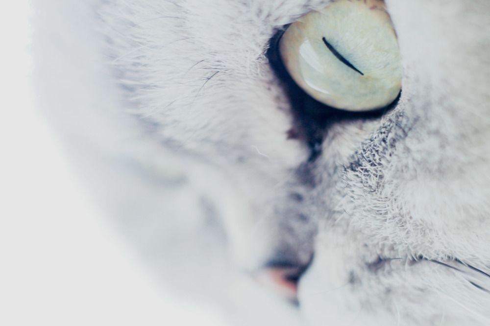 Photograph by Irina Chekanov