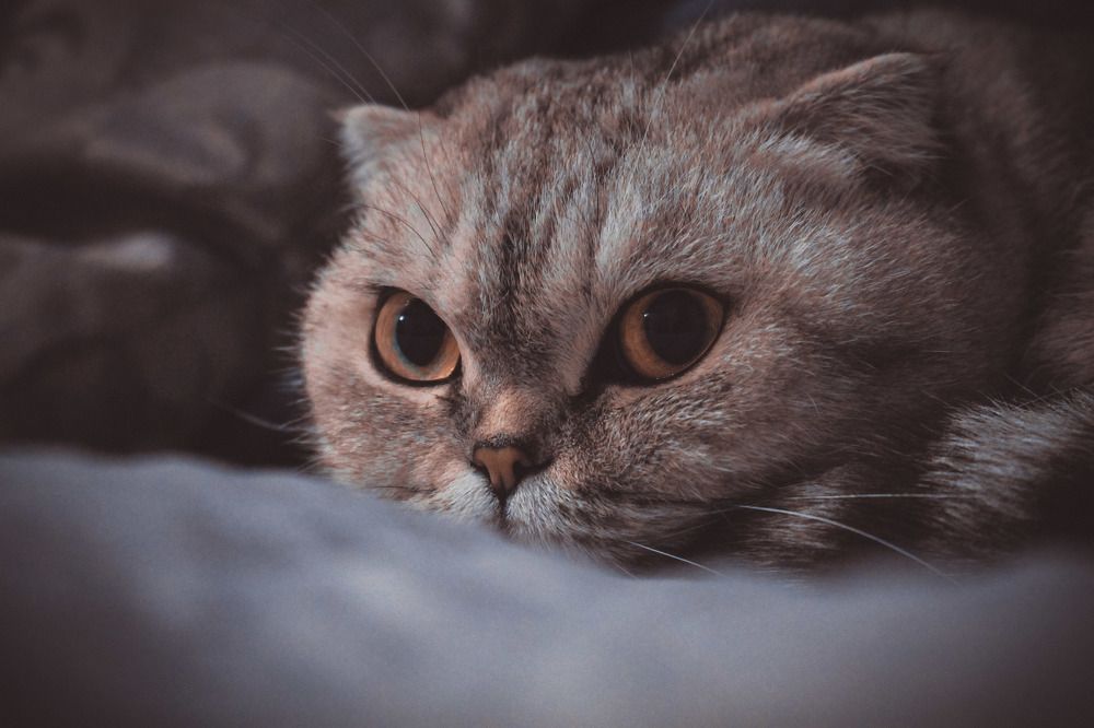 Photograph by Irina Chekanov