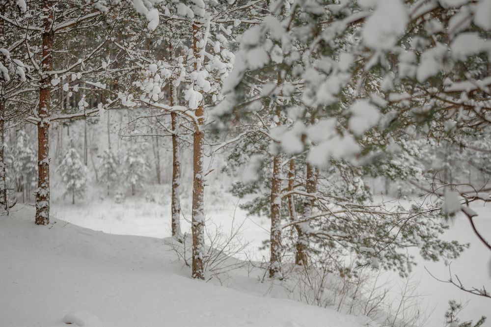 Photograph by Janetta Sereda