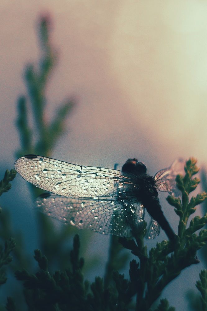 Никто не подрежет крылья мечтам