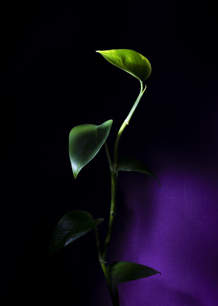 Photograph by Behnam Khoshbaten