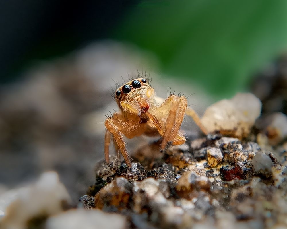 Photograph by Damitha Senadirannehelage