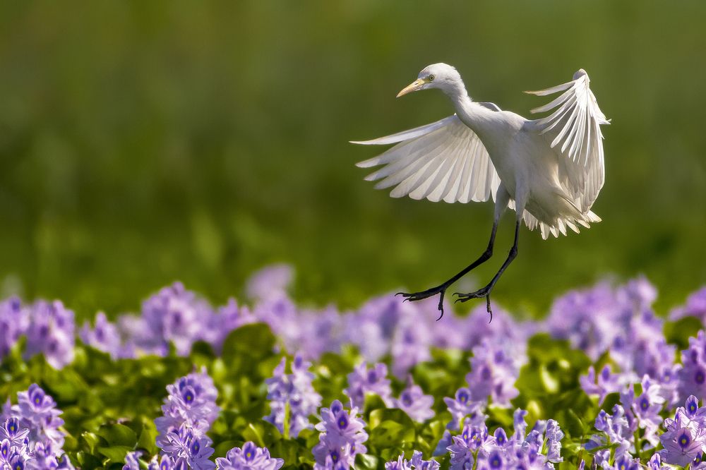 Photograph by Md. Mehedi Hassan