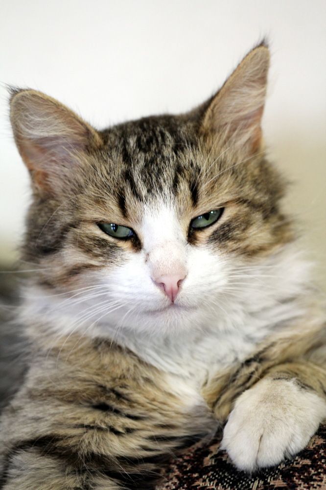 Фотография автора Елена Колосова