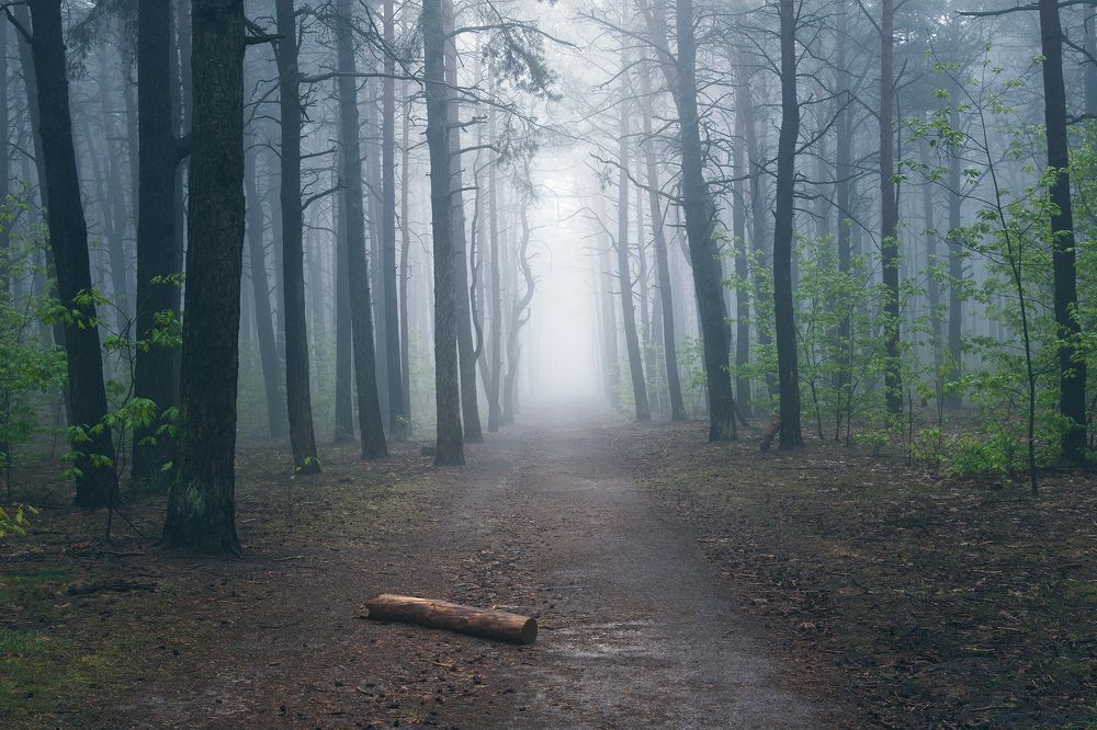 Photograph by ARTUR SZCZESZEK