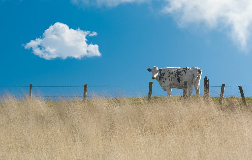 Photograph by ARTUR SZCZESZEK