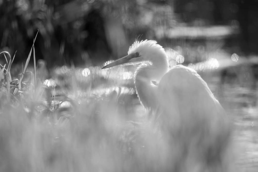 Photograph by Ксения Соварцева