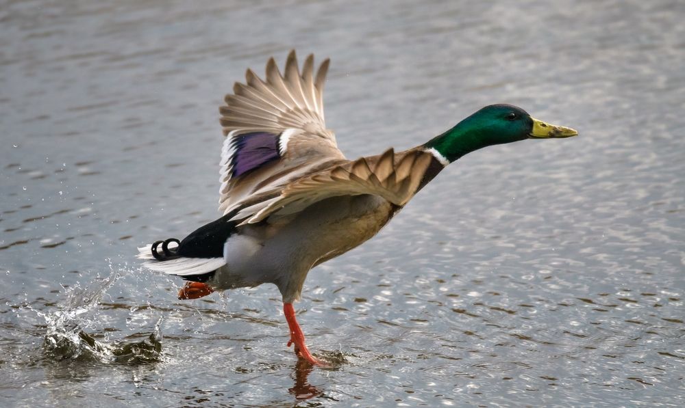 Photograph by Ксения Соварцева