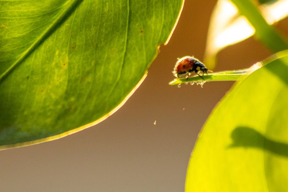 Photograph by Ali Abu Ras