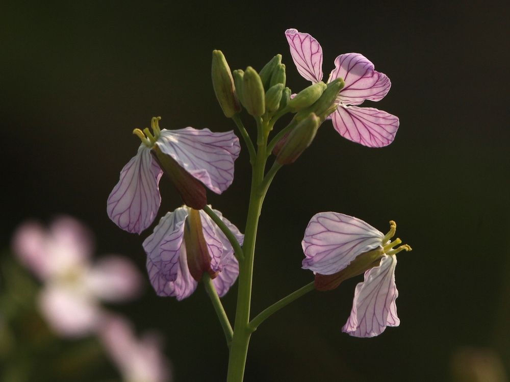 Photograph by MAHMOOD AKBAR