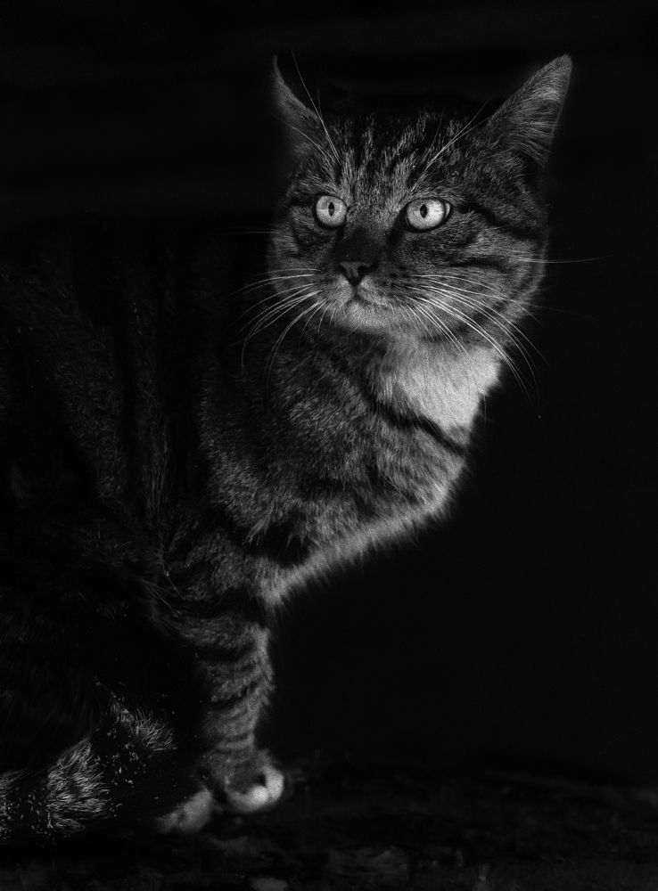 Житель тёмного подвала.