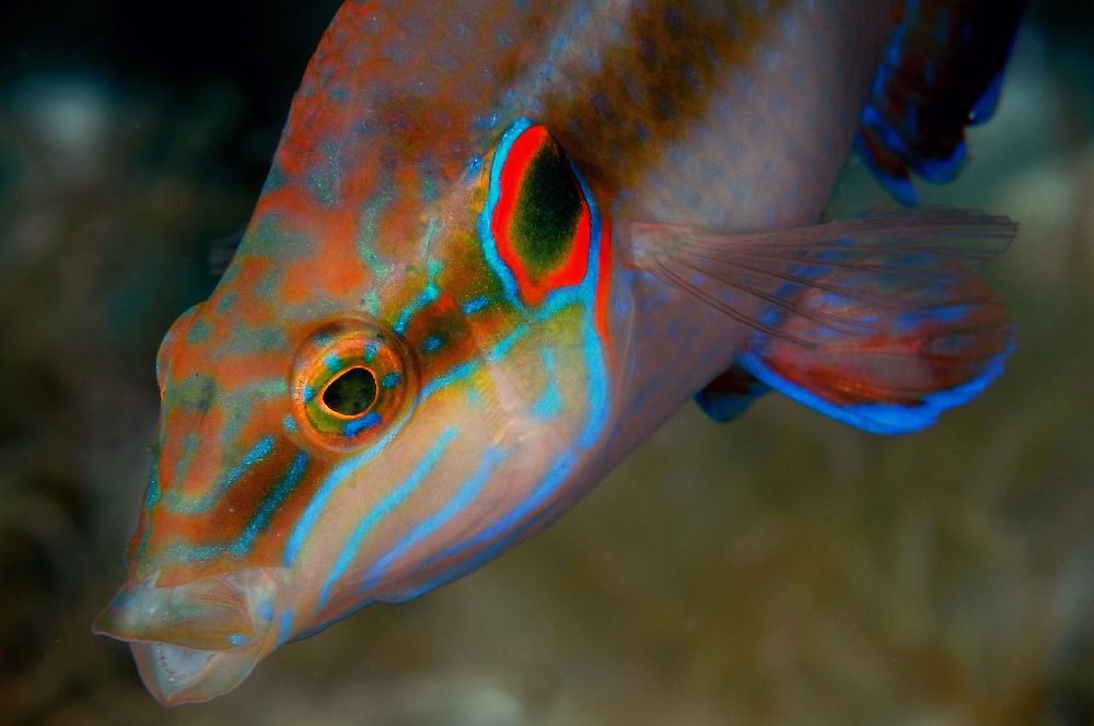 Photograph by Alfredo Milazzo