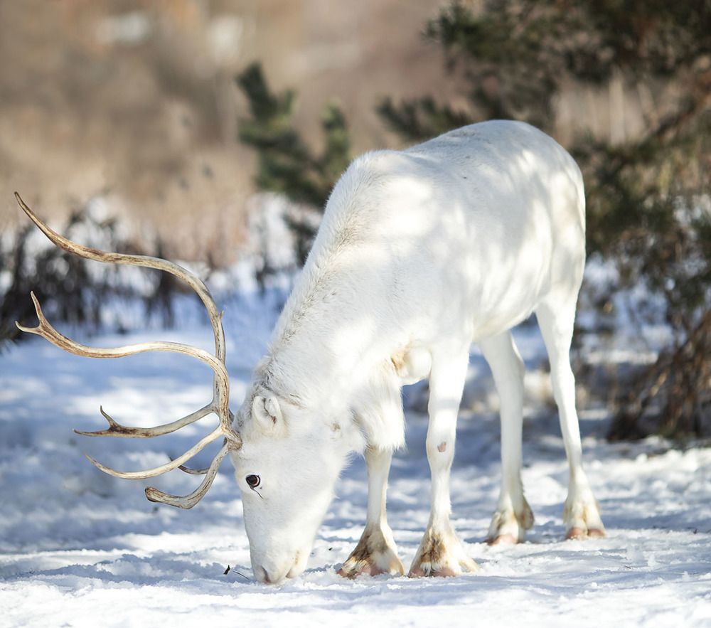 Волшебный Олень