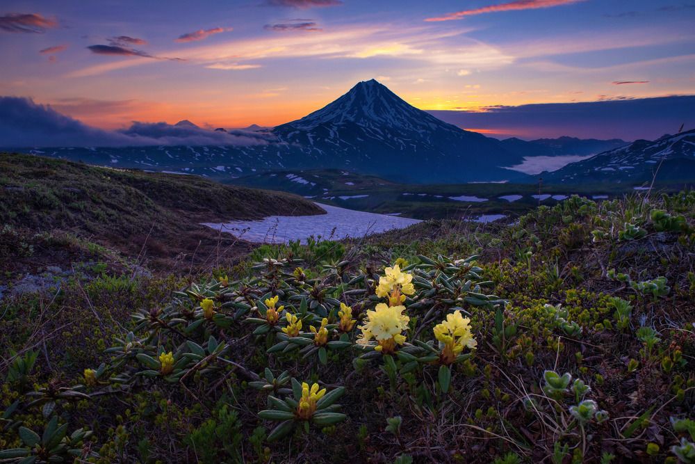 жёлтые рододендроны