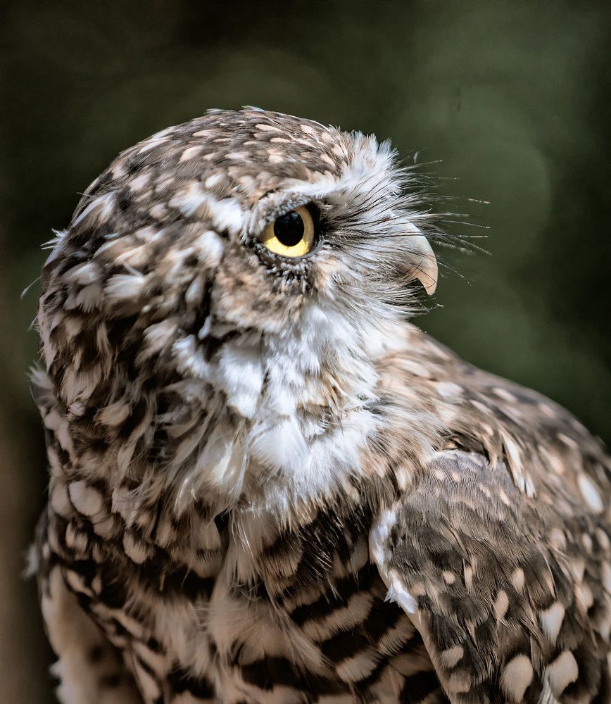 Фотография автора andrey gagarin