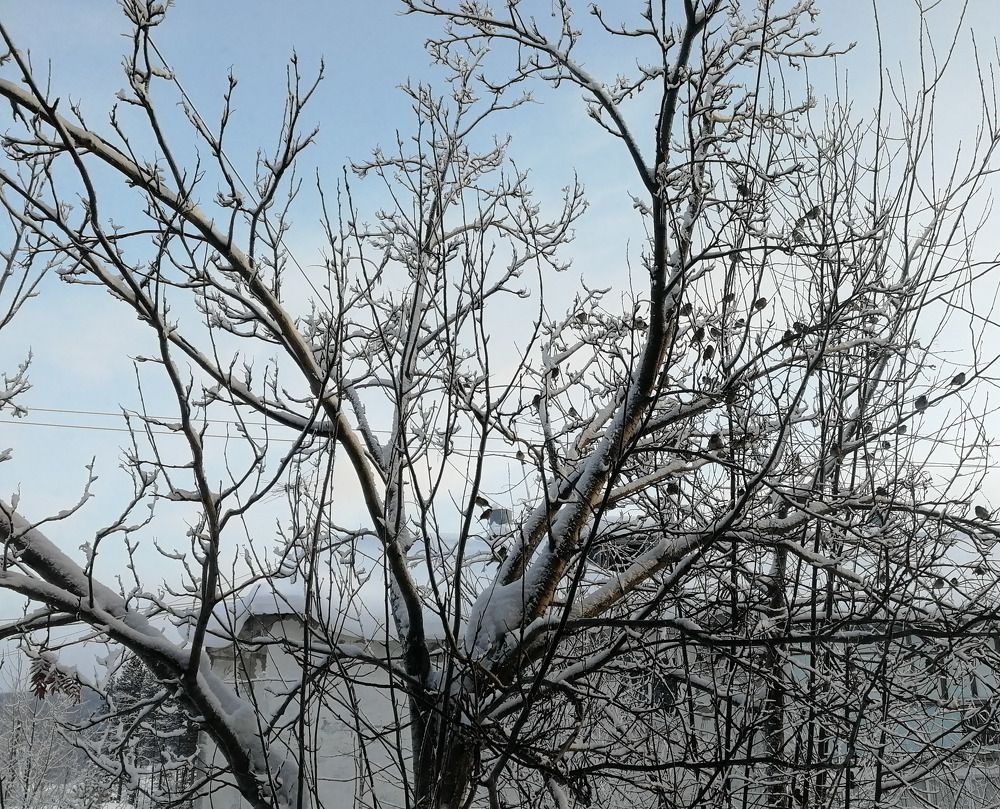 Зимняя рябина