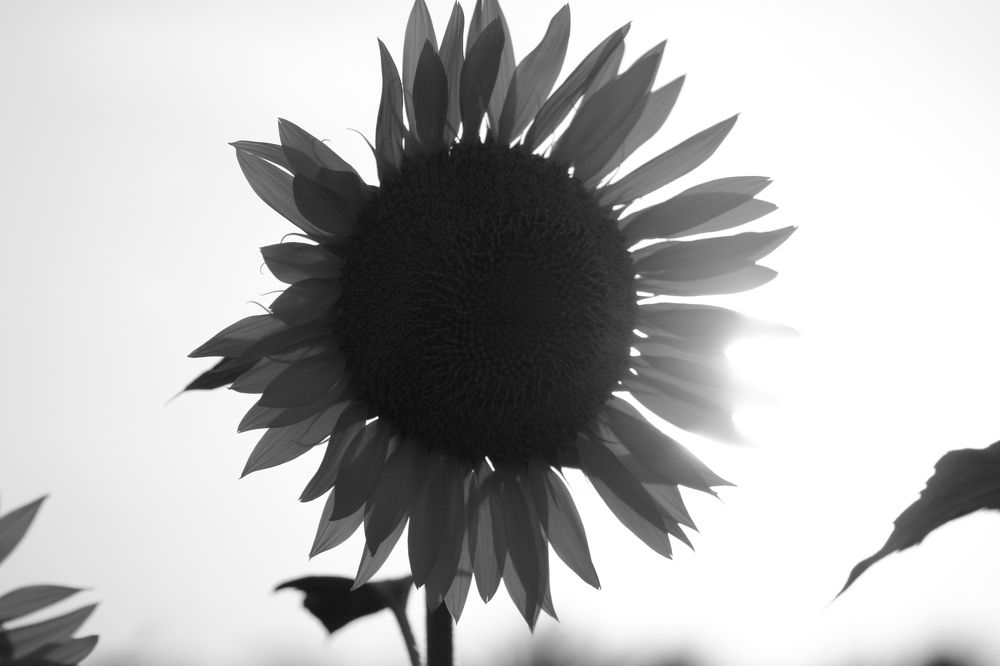 Photograph by Ramil Bakhriraziyev