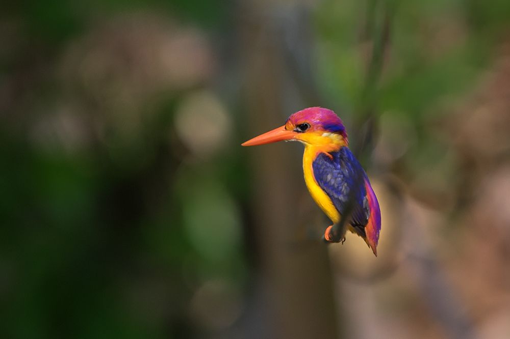 Photograph by Harsha Matarage