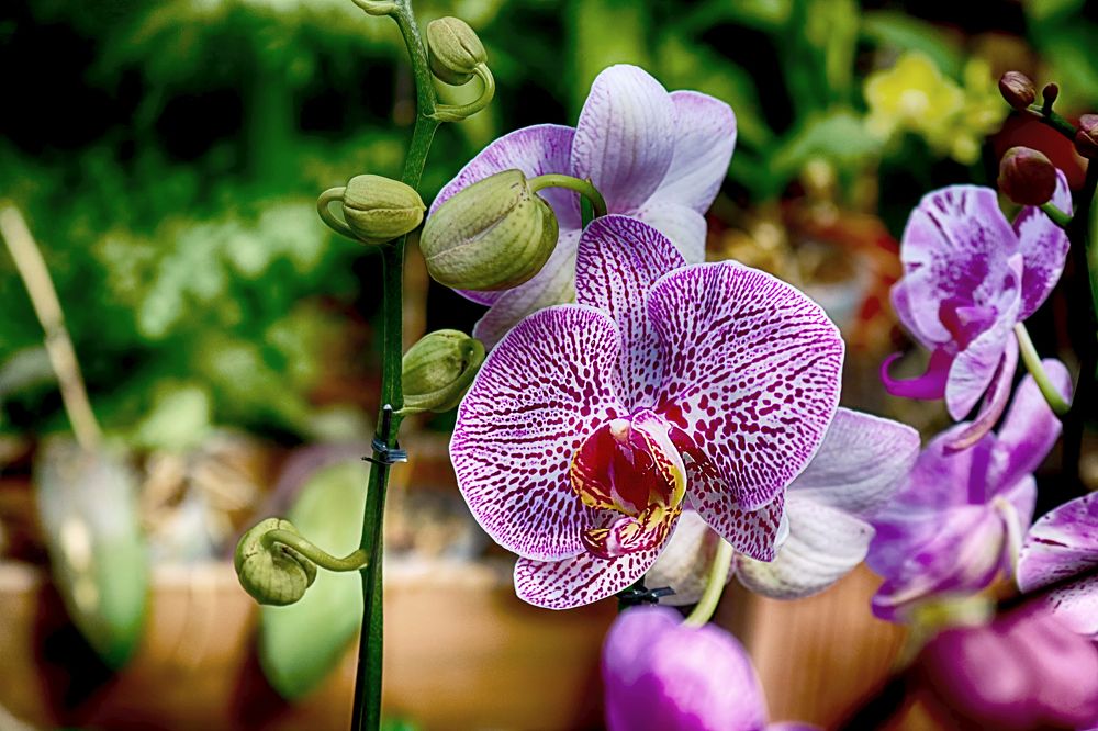 Photograph by Viviana García