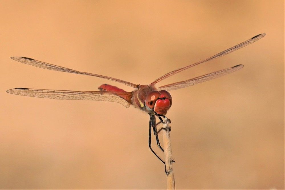 Photograph by Tamir Mor