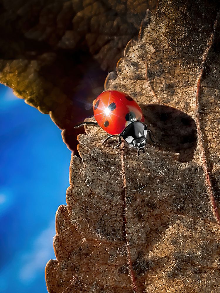 Солнечные ванны холодным январским утром