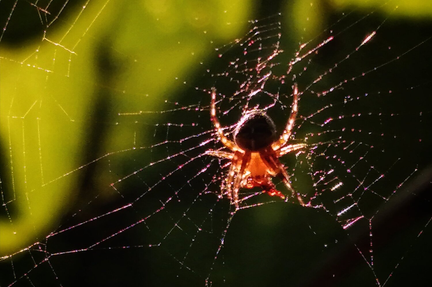 Spider in gold