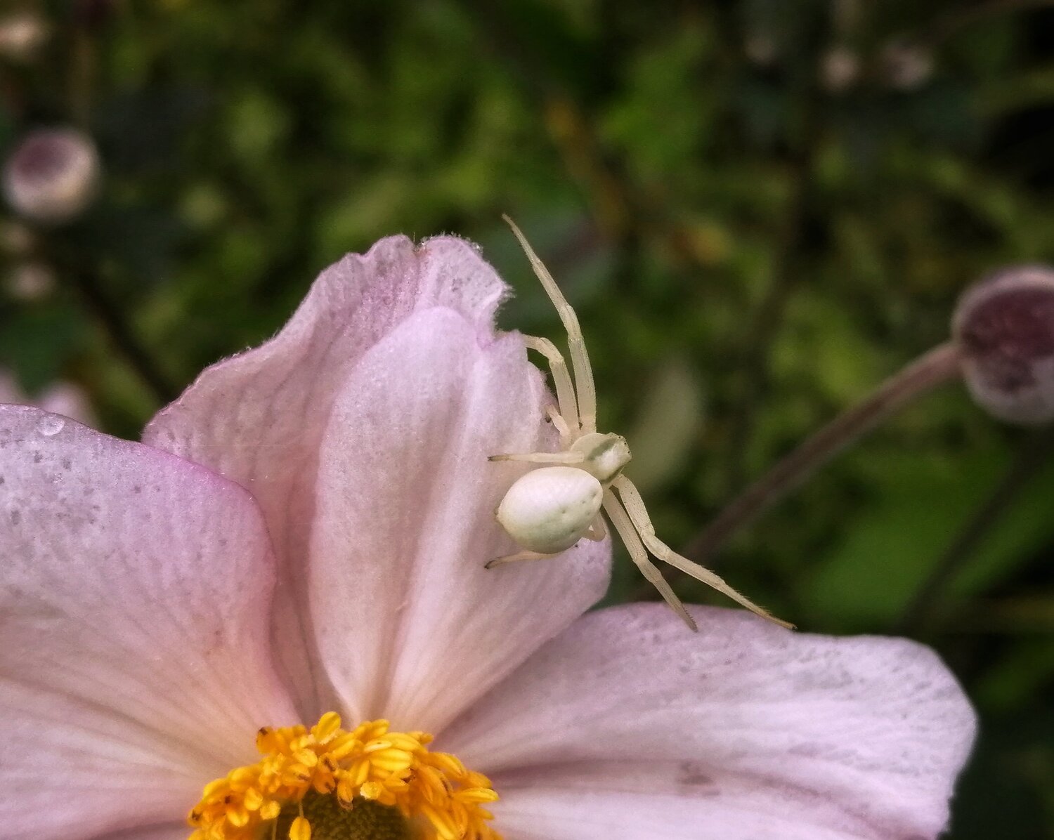 Albino Spider