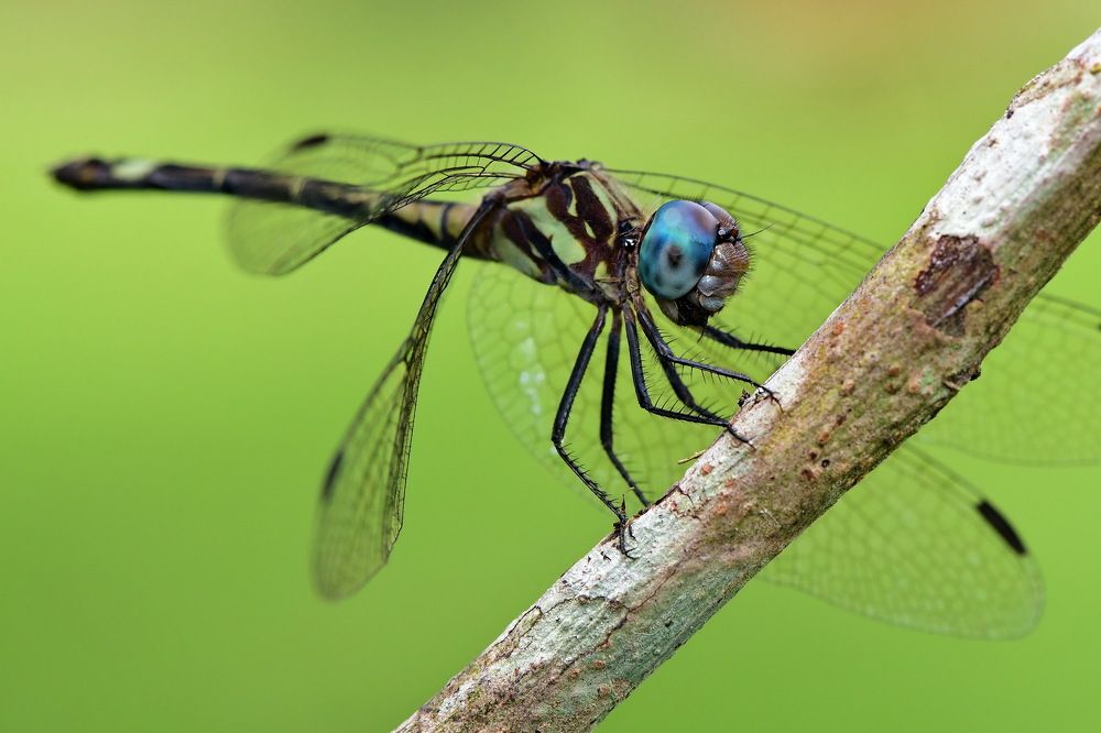 Photograph by Moura Denis