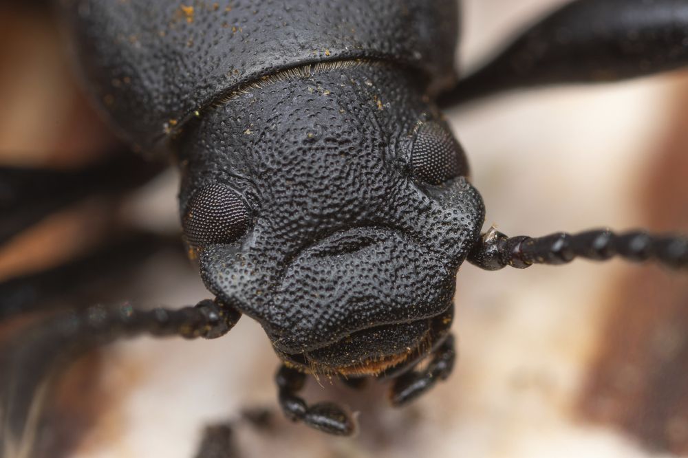 Photograph by Глеб Коровко