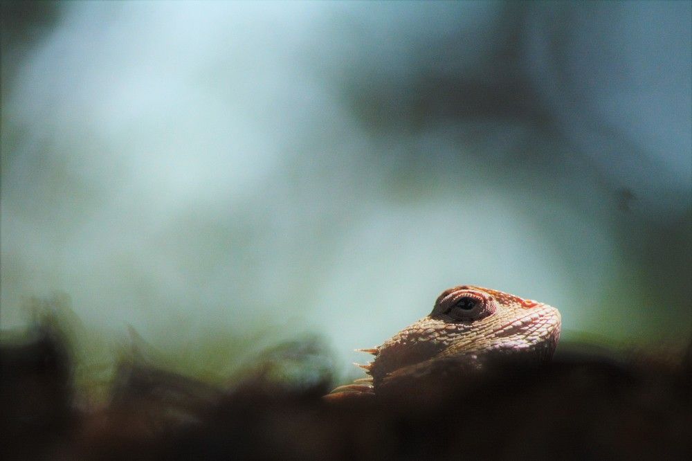 Photograph by Nithin Kumar