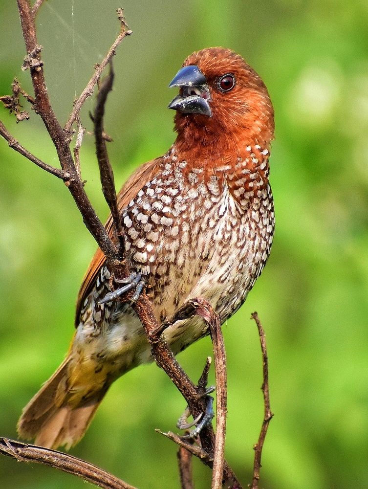 Photograph by Srinjoy paul