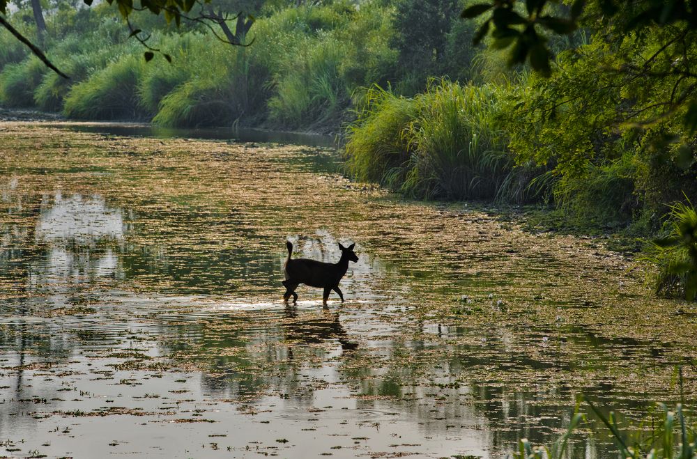 Photograph by Samsul Huda Patgiri
