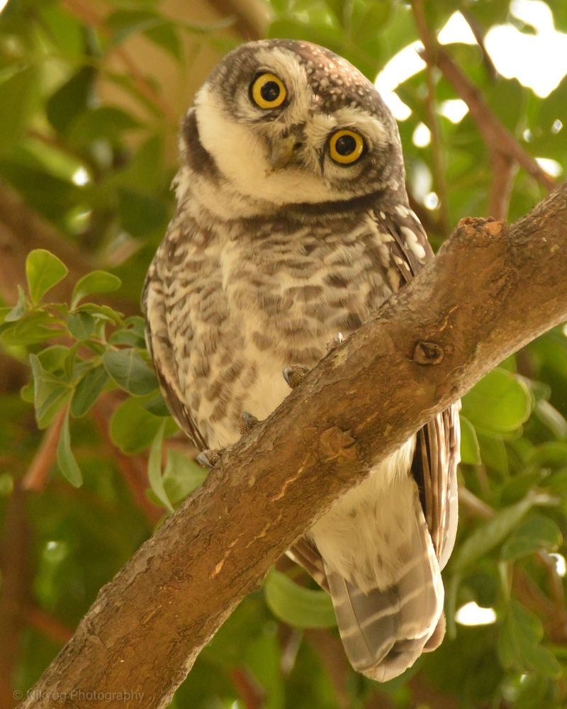 Фотография автора Yog Nik