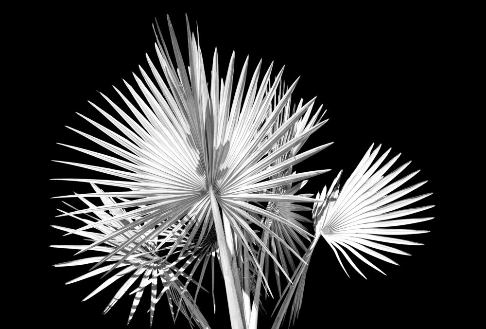 Photograph by Samsul Huda Patgiri