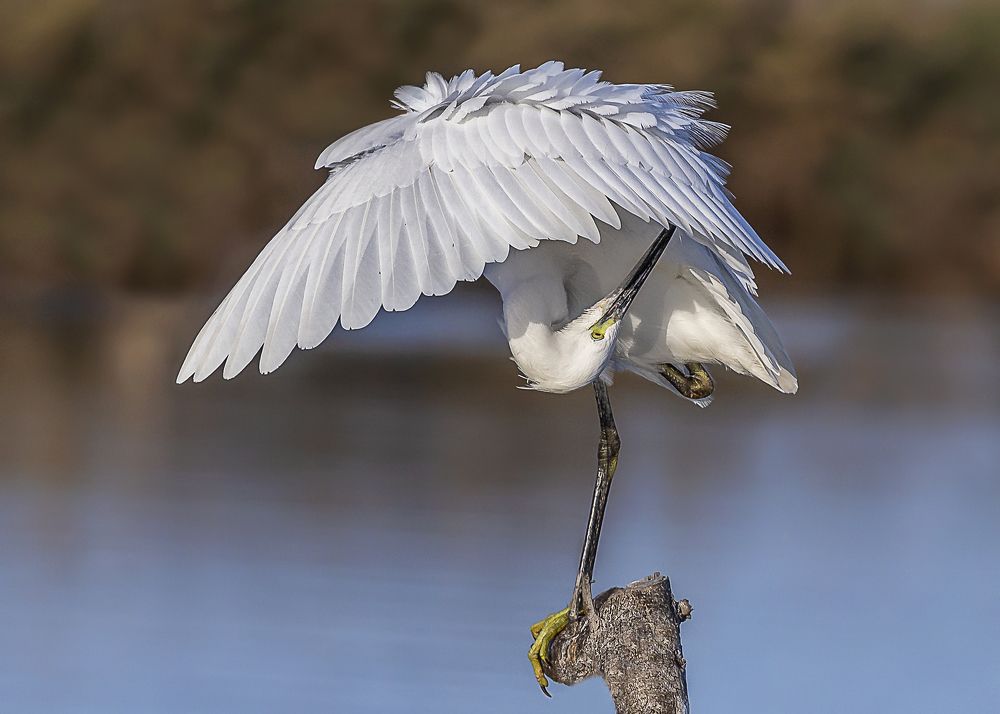 The Little Egret bird.