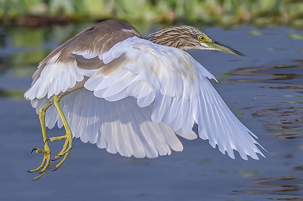 Squacco Heron.